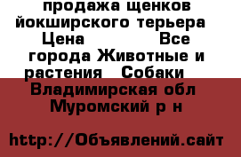 продажа щенков йокширского терьера › Цена ­ 25 000 - Все города Животные и растения » Собаки   . Владимирская обл.,Муромский р-н